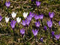 Krokusse im Gegenlicht